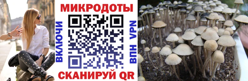 Купить где  Новочеркасск  Псилоцибиновые грибы Psilocybine cubensis 